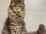 Female V90 - Maine Coon Kitten For Sale - Myrtle Beach&comma; SC&comma; US