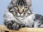 Male V82 - Maine Coon Kitten For Sale - Myrtle Beach&comma; SC&comma; US