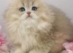 Cosmo - British Shorthair Kitten For Sale - Atlanta&comma; GA&comma; US