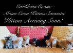 Kittens Arrived - Maine Coon Kitten For Sale - Sarasota&comma; FL&comma; US