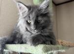Sapphire litter - Maine Coon Kitten For Sale - Belton&comma; TX&comma; US