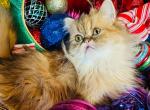 Princess Goldie - Exotic Kitten For Sale - Ponce De Leon&comma; FL&comma; US