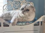 Bella - Scottish Fold Cat For Sale - Brisbane&comma; CA&comma; US