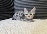 Willow - Bengal Kitten For Sale - Phoenix&comma; AZ&comma; US
