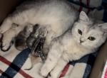 New Litter - British Shorthair Kitten For Sale - Phoenix&comma; AZ&comma; US