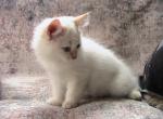 Sebastian Siberian - Siberian Kitten For Sale - AL&comma; US