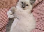 TICA Mitted Ragdoll Kitten female - Ragdoll Kitten For Sale - Bryan&comma; TX&comma; US