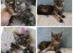 Poly mainecoon female - Maine Coon Kitten For Sale - Frenchtown&comma; MI&comma; US