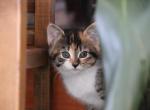 Mittens - Domestic Kitten For Sale - Barto&comma; PA&comma; US
