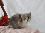 Princess - Domestic Kitten For Sale - Barto&comma; PA&comma; US