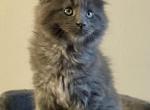 First Litter - Maine Coon Kitten For Sale - Pikesville&comma; MD&comma; US
