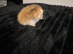 Kitten 25 - Munchkin Kitten For Sale - Houston&comma; TX&comma; US