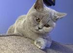 Isla - British Shorthair Kitten For Sale - Grayslake&comma; IL&comma; US