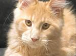 Jupiter - Maine Coon Kitten For Sale - Grayslake&comma; IL&comma; US