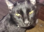 Inky - Bombay Cat For Sale - Del City&comma; OK&comma; US