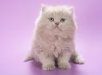 Jagger - British Shorthair Kitten For Sale - Norwalk&comma; CT&comma; US