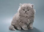 Josie - British Shorthair Kitten For Sale - Norwalk&comma; CT&comma; US