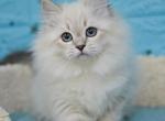 Boni - Siberian Kitten For Sale - Grayslake&comma; IL&comma; US