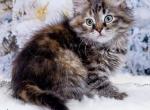 Yuna - Siberian Kitten For Sale - Pembroke Pines&comma; FL&comma; US