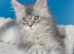 Fandorin - Maine Coon Kitten For Sale - Grayslake&comma; IL&comma; US