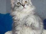 Fiona - Maine Coon Kitten For Sale - Grayslake&comma; IL&comma; US