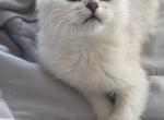 British female kitten - British Shorthair Kitten For Sale - Hallandale&comma; FL&comma; US