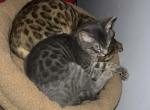 Bambi - Bengal Cat For Sale - Powder Springs&comma; GA&comma; US
