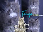 Tango - Maine Coon Kitten For Sale - Braham&comma; MN&comma; US