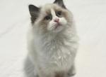 Darling Dollcats - Ragdoll Kitten For Sale - Matthews&comma; NC&comma; US