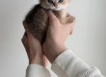coco and ginger - British Shorthair Kitten For Sale - Winder&comma; GA&comma; US