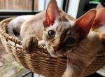 Scooter - Devon Rex Kitten For Sale - San Antonio&comma; TX&comma; US