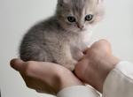pearl - British Shorthair Kitten For Sale - Winder&comma; GA&comma; US