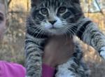 Maine Coon - Maine Coon Kitten For Sale - Toccoa&comma; GA&comma; US