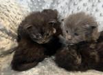 Blue Smoke Kitten - Maine Coon Kitten For Sale - Kalamazoo&comma; MI&comma; US