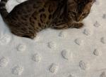 Male Bengal Kitty - Bengal Kitten For Sale - Spokane&comma; WA&comma; US