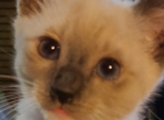 Belushi blue point Siamese - Siamese Kitten For Sale - Glassboro&comma; NJ&comma; US
