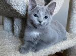 Afina - Russian Blue Kitten For Sale - Pembroke Pines&comma; FL&comma; US