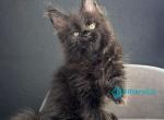 Pesnia - Maine Coon Kitten For Sale - Pembroke Pines&comma; FL&comma; US