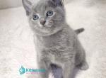 Logan - Russian Blue Kitten For Sale - Pembroke Pines&comma; FL&comma; US
