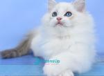 Shiva - Ragdoll Kitten For Sale - Pembroke Pines&comma; FL&comma; US