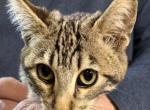 F 6 Whizzle's Girl 1 - Savannah Kitten For Sale - Orange&comma; CA&comma; US