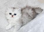 Bella - Persian Kitten For Sale - Boiling Springs&comma; PA&comma; US