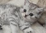 Iona - Scottish Straight Kitten For Sale - Simpsonville&comma; SC&comma; US