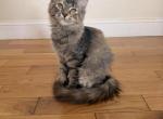 Catsandra - Maine Coon Kitten For Sale - Burlington&comma; WI&comma; US