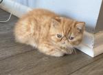 Exotic shorthair  red - Exotic Kitten For Sale - Palm Coast&comma; FL&comma; US