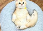 Adi Flkitten1 - British Shorthair Kitten For Sale - Parkland&comma; FL&comma; US