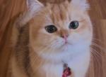 flkitten 1 - British Shorthair Cat For Sale - Parkland&comma; FL&comma; US