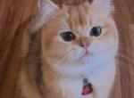 flkitten 1 - British Shorthair Cat For Sale - 