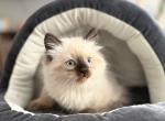 Siberian Seal Point Jax - Siberian Kitten For Sale - VT&comma; US