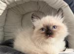 Siberian Seal Point Joey - Siberian Kitten For Sale - VT&comma; US